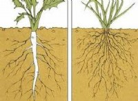 Πώς διαφέρουν οι Taproots και οι Fibrous Roots 