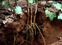 Διαφορά μεταξύ Root System και Shoot System 