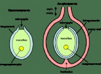 Διαφορά μεταξύ Megasporangium και Microsporangium 
