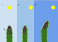 Διαφορά μεταξύ Auxin και Gibberellin 