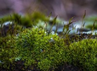 Διαφορά μεταξύ Moss και Lichen 