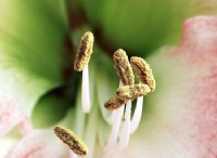Ποια είναι η διαφορά μεταξύ του Androecium και του Gynoecium 