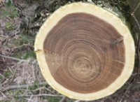 Ποια είναι η διαφορά μεταξύ Heartwood και Sapwood 