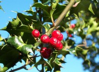 Ποια είναι η διαφορά μεταξύ Holly και Mistletoe 