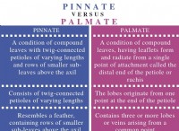 Ποια είναι η διαφορά μεταξύ Pinnate και Palmate 