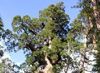 Ποια είναι η διαφορά μεταξύ Redwood και Sequoia 