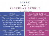 Ποια είναι η διαφορά μεταξύ του Stele και του Vascular Bundle 