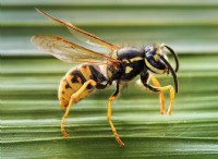 Διαφορά μεταξύ σφήκα και Hornet 