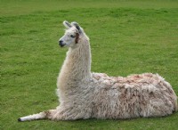 Διαφορά μεταξύ Llama και Alpaca 