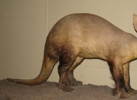 Διαφορά μεταξύ Aardvark και Anteater 