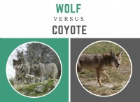 Διαφορά μεταξύ Wolf και Coyote 