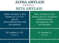 Διαφορά μεταξύ άλφα και βήτα αμυλάσης 