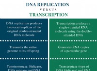 Διαφορά μεταξύ αντιγραφής DNA και μεταγραφής 