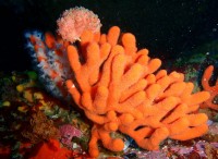 Διαφορά μεταξύ Porifera και Coelenterata 