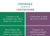 Διαφορά μεταξύ Centriole και Centrosome 