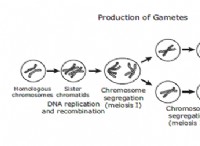 Διαφορά μεταξύ Meiosis 1 και Meiosis 2 