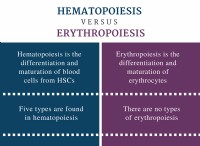 Διαφορά μεταξύ αιμοποίησης και ερυθροποίησης 