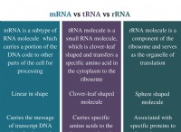 Διαφορά μεταξύ mRNA tRNA και rRNA 
