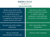 Διαφορά μεταξύ του κύκλου Krebs και της γλυκόλυσης 