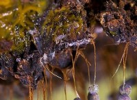 Διαφορά μεταξύ Thallophyta Bryophyta και Pteridophyta 