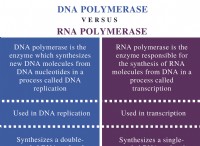 Διαφορά μεταξύ DNA και RNA πολυμεράσης 