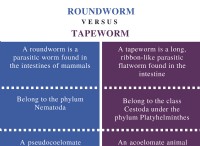 Διαφορά μεταξύ Roundworm και Tapeworm 