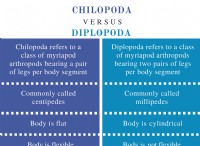 Διαφορά μεταξύ Chilopoda και Diplopoda 