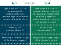Διαφορά μεταξύ IgG και IgM 