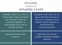 Διαφορά μεταξύ Synapse και Synaptic Cleft 