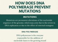Πώς προλαμβάνει η πολυμεράση DNA τις μεταλλάξεις 