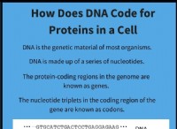 Πώς κωδικοποιεί το DNA για πρωτεΐνες σε ένα κύτταρο 