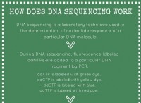 Πώς λειτουργεί η αλληλουχία DNA 