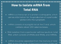 Πώς να απομονώσετε το mRNA από το ολικό RNA 