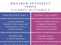 Διαφορά μεταξύ Monarch και Viceroy Butterfly 