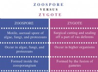 Διαφορά μεταξύ Zoospore και Zygote 