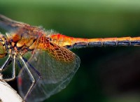 Διαφορά μεταξύ Dragonfly και Damselfly 