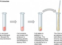 Διαφορά μεταξύ της εξαγωγής DNA και RNA 