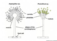 Διαφορά μεταξύ Aspergillus και Penicillium 