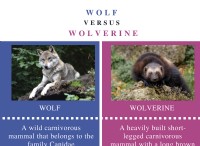 Διαφορά μεταξύ Wolf και Wolverine 