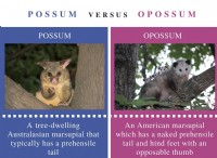 Διαφορά μεταξύ Possum και Opossum 