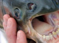 Διαφορά μεταξύ Pacu και Piranha 