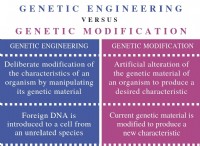 Ποια είναι η διαφορά μεταξύ της γενετικής μηχανικής και της γενετικής τροποποίησης 