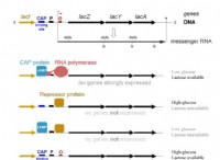 Ποια είναι η διαφορά μεταξύ Operon και Regulon 