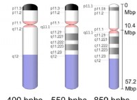 Διαφορά μεταξύ Y DNA και mtDNA 