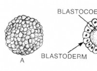 Ποια είναι η διαφορά μεταξύ Blastula και Blastocyst 