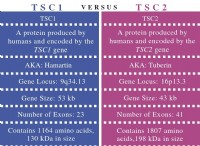 Ποια είναι η διαφορά μεταξύ TSC1 και TSC2 
