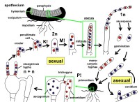 Ποια είναι η διαφορά μεταξύ Ascomycota και Basidiomycota 