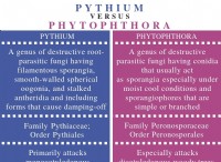 Ποια είναι η διαφορά μεταξύ του Pythium και του Phytophthora 