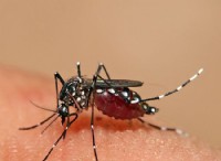 Ποια είναι η διαφορά μεταξύ Aedes και Anopheles Mosquito 