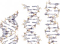 Ποια είναι η διαφορά μεταξύ B DNA και Z DNA 